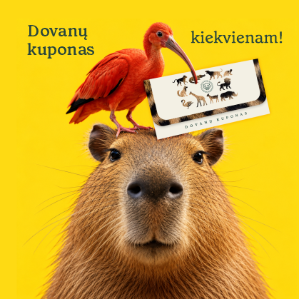 Dovanų kuponai. Kapibara